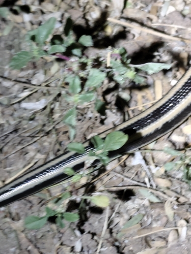 Desert Rosy Boa