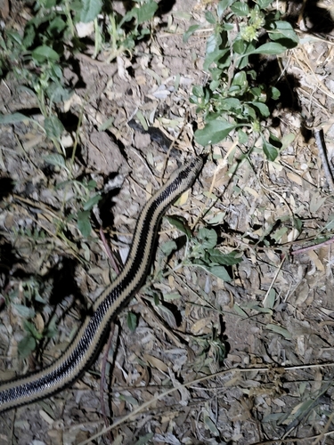 Desert Rosy Boa