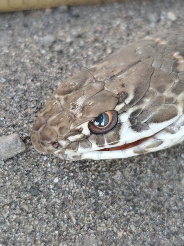 Baja California Coachwhip