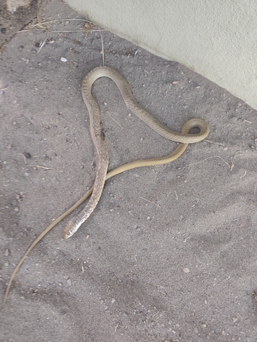 Baja California Coachwhip