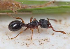 Myrmecina graminicola