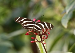 Heliconius charithonia