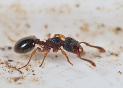 Myrmecina graminicola