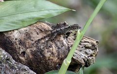 Anolis allogus