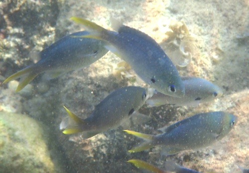 Chromis xanthopterygia observed 2026-02-14