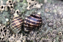 Nucella ostrina