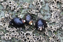 Nucella ostrina