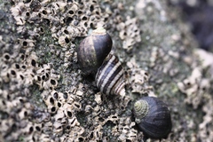 Nucella ostrina
