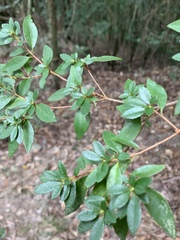 Rhododendron noriakianum