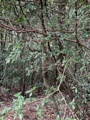 Rhododendron noriakianum