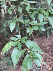 Rhododendron noriakianum