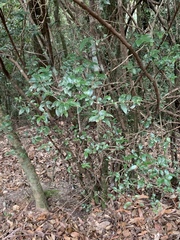 Rhododendron noriakianum