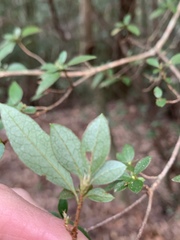 Rhododendron noriakianum