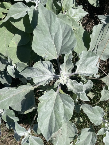 Helianthus argophyllus