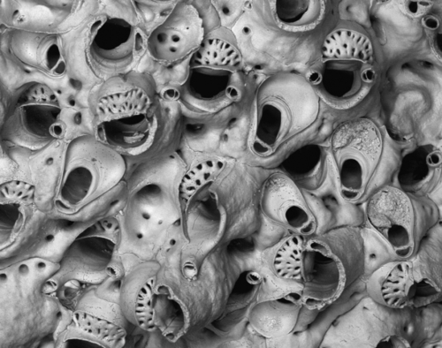 Representative image of Celleporina