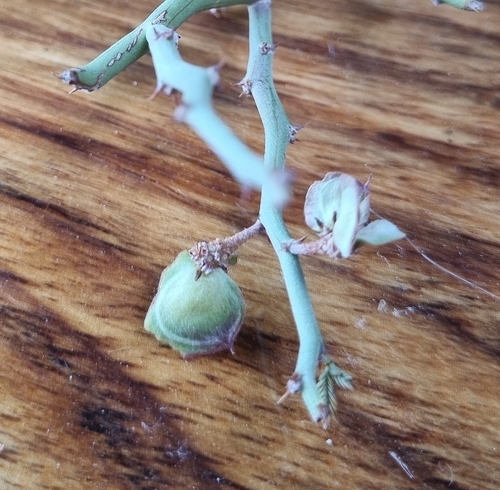 Xerocladia viridiramis