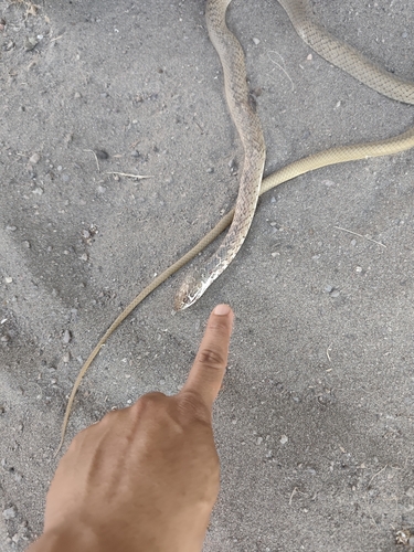 Baja California Coachwhip