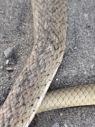 Baja California Coachwhip
