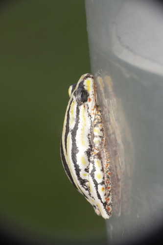 Painted Reed Frog