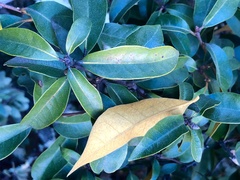 Chrysolepis chrysophylla minor