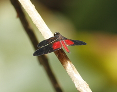 Diastatops pullata