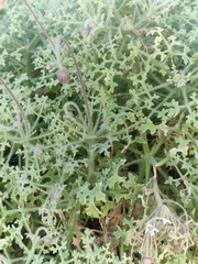 Hofmeisteria fasciculata, photograph author not stated, no rights reserved