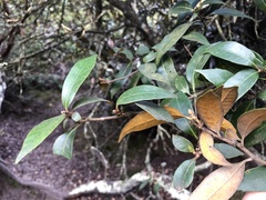 Chrysolepis chrysophylla minor