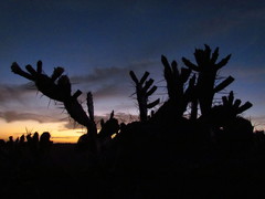 Opuntia arechavaletae