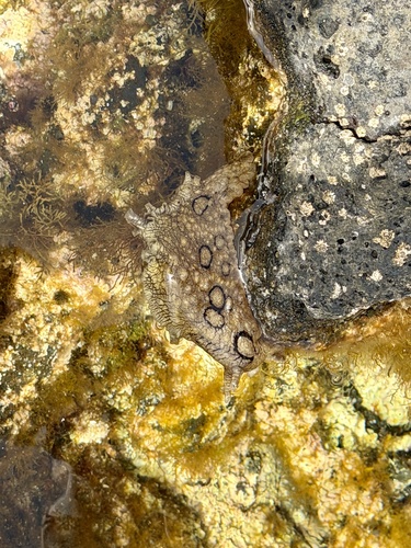 Aplysia dactylomela