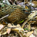 Spotted Wood-Quail - Photo (c) Steven Easley, some rights reserved (CC BY-NC)