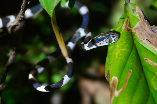 Common Blunt-headed Tree Snake, Orito, Putumayo, CO, photo 8 of 10
