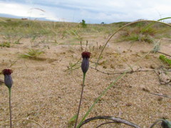Porophyllum linifolium