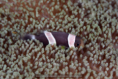 Amphiprion polymnus