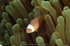 Amphiprion