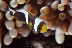 Amphiprion polymnus