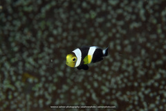 Amphiprion polymnus