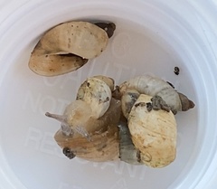 Succinea floridana