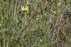 Layia gaillardioides