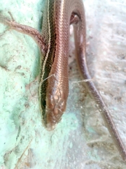 Marisora