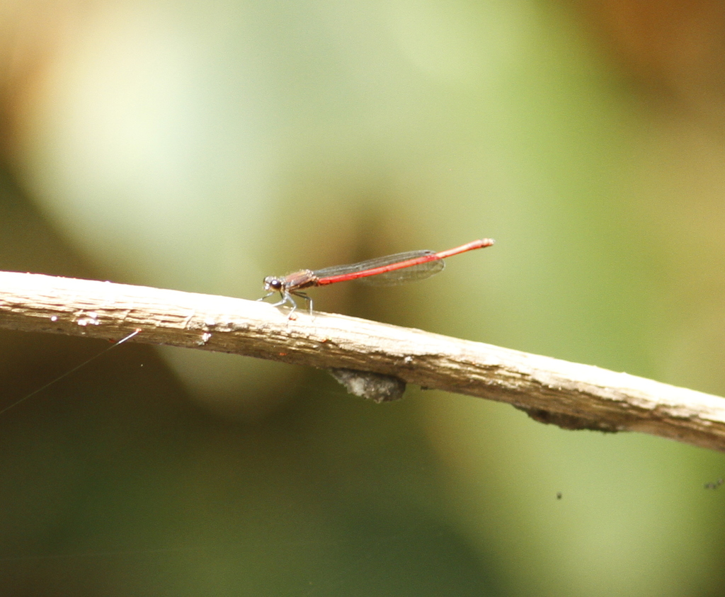 Neoneura myrthea