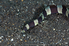 Myrichthys colubrinus