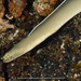 White Ribbon Eel - Photo (c) terence zahner, some rights reserved (CC BY-NC), uploaded by terence zahner