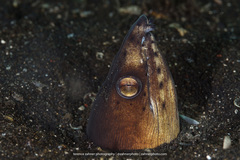 Ophichthus altipennis