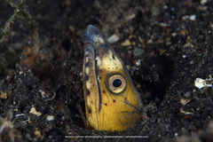 Ophichthus altipennis
