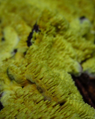 Fungi