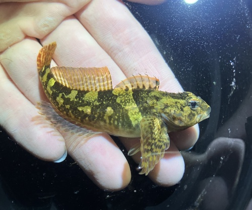 Tidepool Sculpin, Seaview Ave NW, Seattle, WA, US, photo 4 of 10