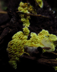 Fungi