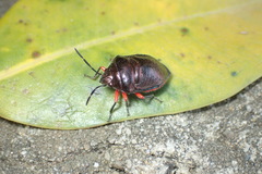 Lampromicra aerea
