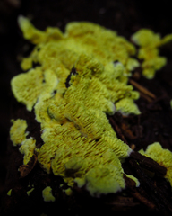 Fungi