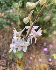 Delphinium gypsophilum